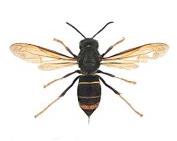 Frelon Asiatique
