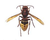 Frelon Européen