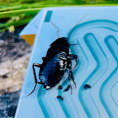 Blatte Orientale Blatte Orientale